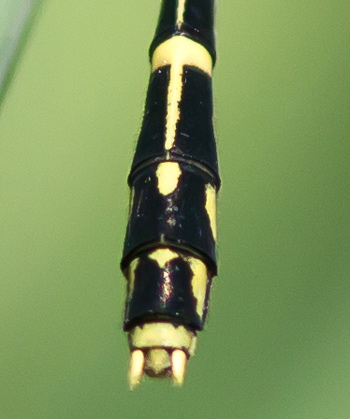 Austrogomphus ochraceus