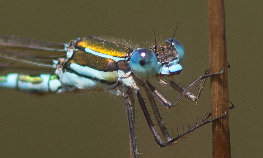 There Be Dragonflies - Austrolestes cingulatus METALLIC RINGTAIL