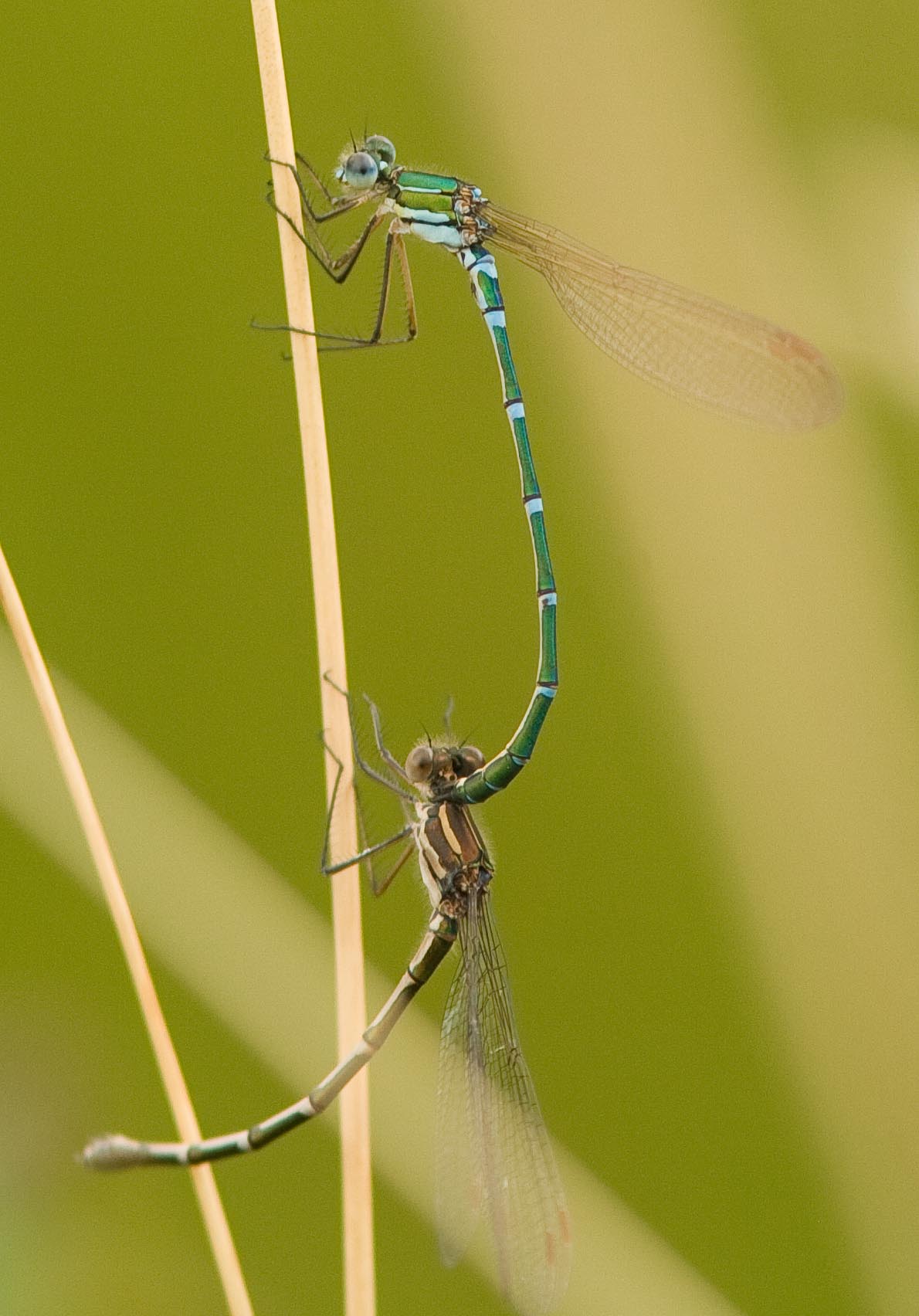 There Be Dragonflies - Austrolestes cingulatus METALLIC RINGTAIL