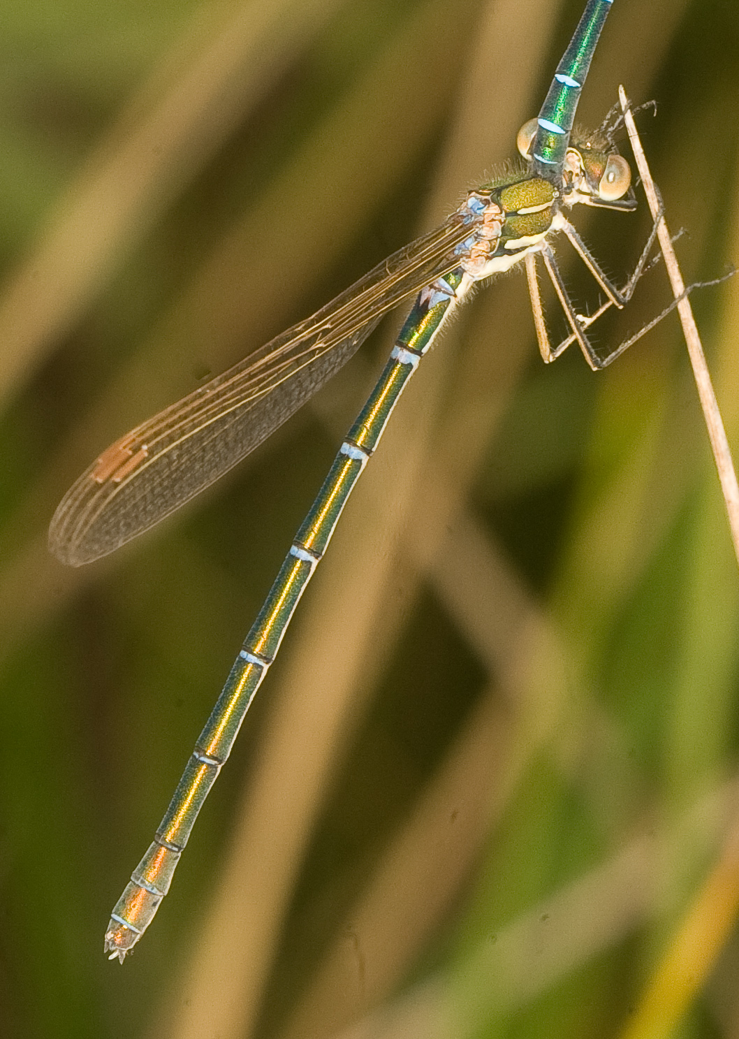 There Be Dragonflies - Austrolestes cingulatus METALLIC RINGTAIL