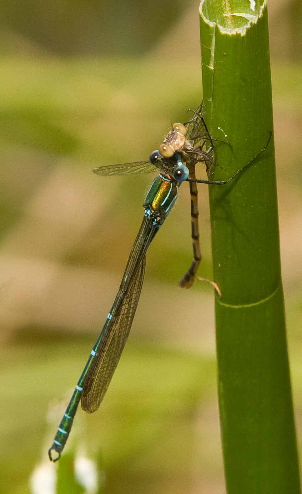 There Be Dragonflies - Austrolestes cingulatus METALLIC RINGTAIL