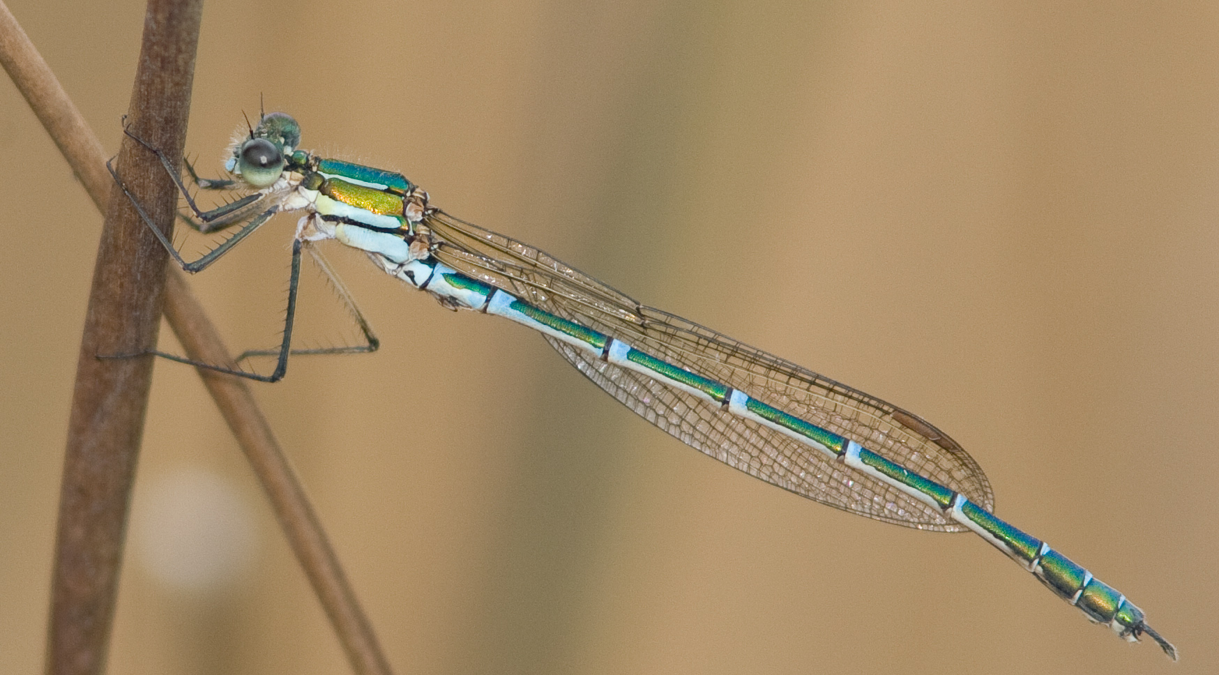 There Be Dragonflies - Austrolestes cingulatus METALLIC RINGTAIL