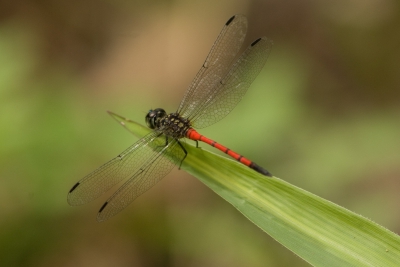  Agrionoptera insignis allogenes