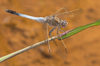 Libellulidae  Skimmers and Perchers