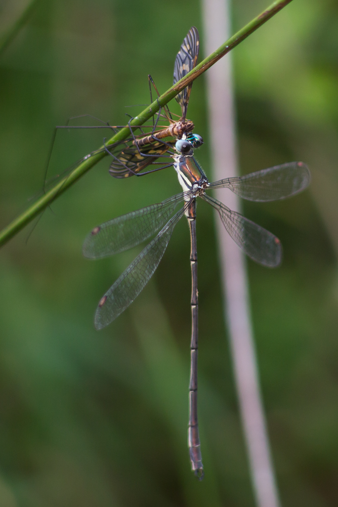 Synlestes weyersii – There Be Dragonflies